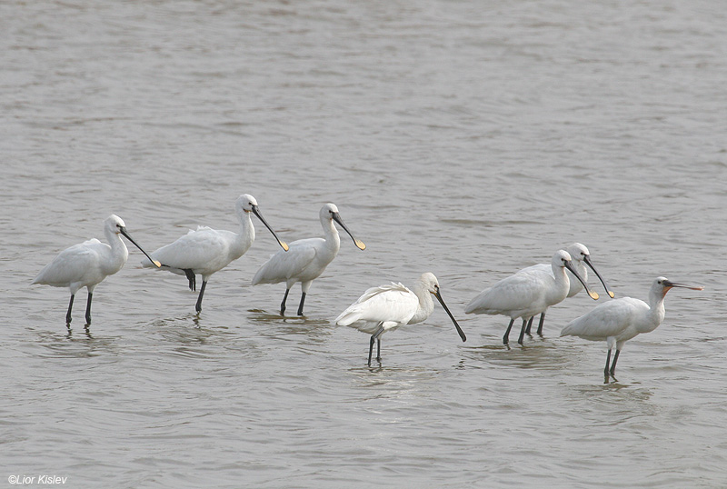    Spoonbill Platalea leucordia                                     , 2009,: 